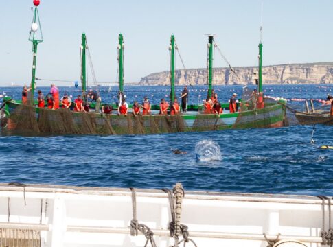 La Junta reclama al Gobierno una “solución urgente” a la huelga de inspectores de pesca para proteger la campaña de atún rojo en Cádiz