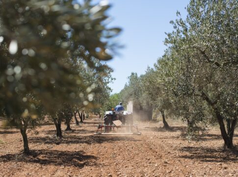 Andalucía vota a favor de las modificaciones del PEPAC 2025 para que agricultores y ganaderos cobren las ayudas