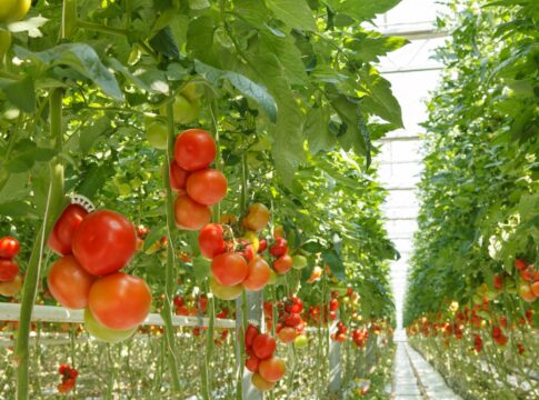 La Junta solicita al Estado que corrija la reducción de módulos de IRPF de 2024 para apoyar al sector agrario como merece