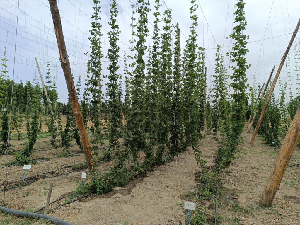 La Junta estudia la adaptación del lúpulo a las condiciones climáticas de Andalucía que posibilite cervezas de mayor proximidad