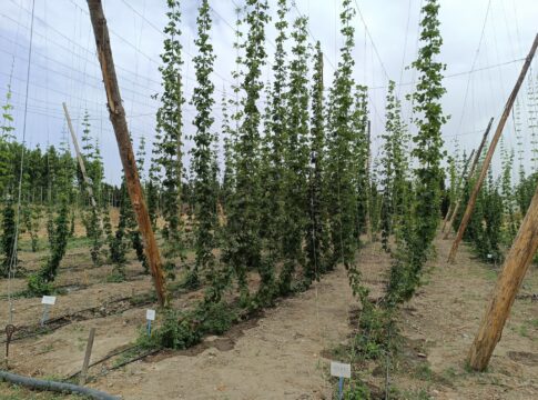 La Junta estudia la adaptación del lúpulo a las condiciones climáticas de Andalucía que posibilite cervezas de mayor proximidad