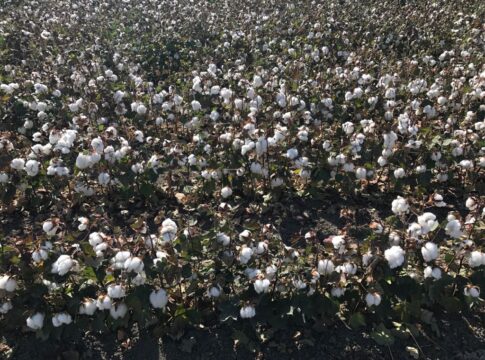 La Junta abona más de 10,6M€ en ayudas al cultivo sostenible del algodón y la remolacha en Andalucía