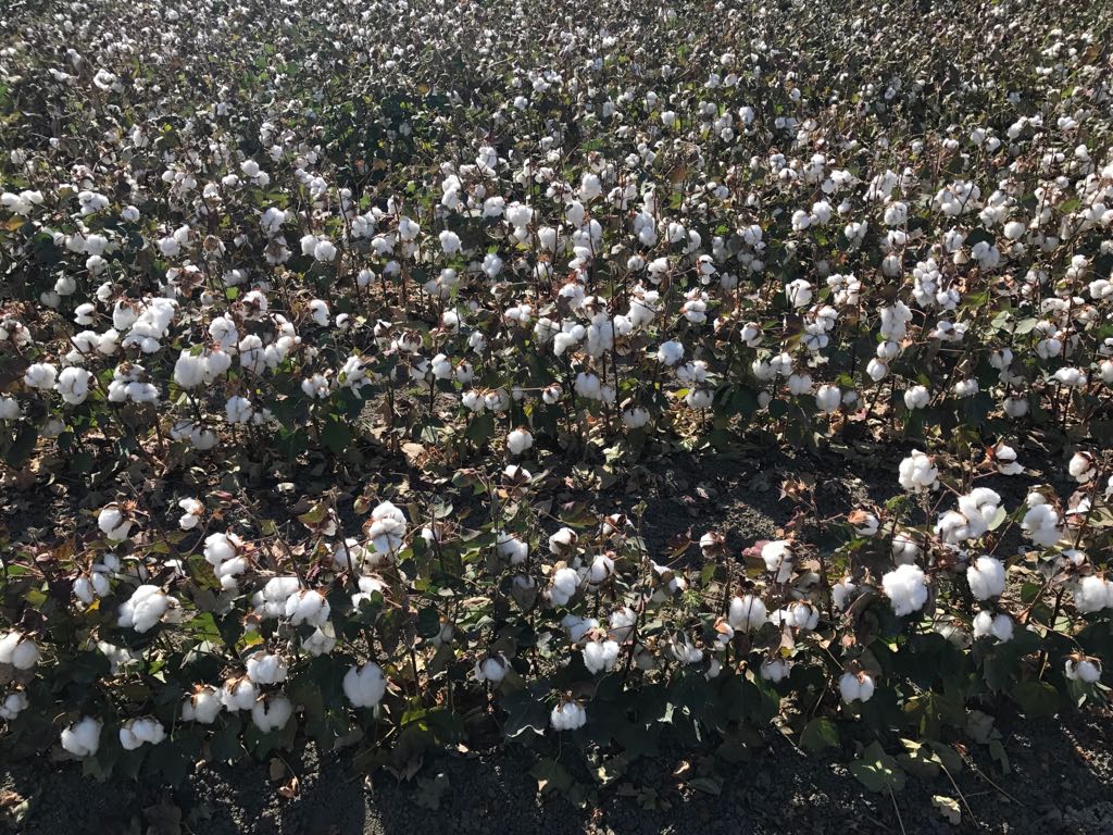 La Junta abona más de 10,6M€ en ayudas al cultivo sostenible del algodón y la remolacha en Andalucía