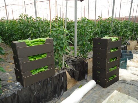 La campaña hortofrutícola 2024/2025 alcanzará en Almería los 3.716M€ en exportación, un 14% más que la anterior