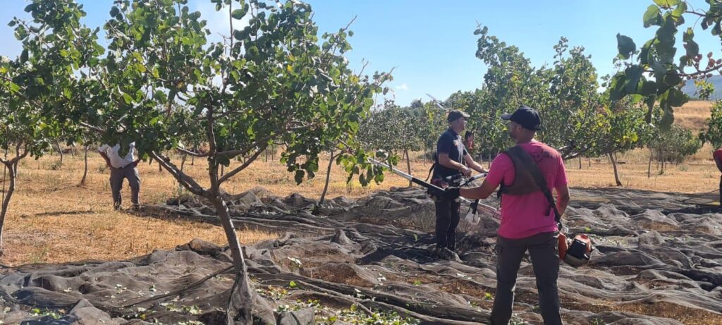Agricultores trabajando finca de pistachos.