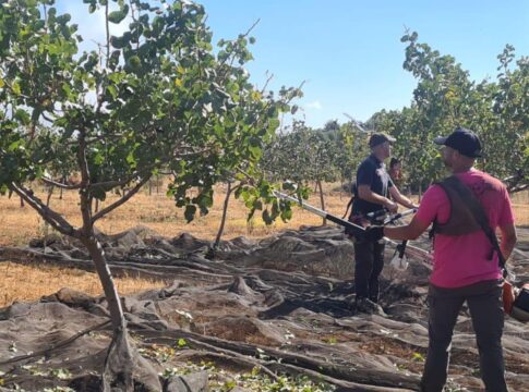 Agricultores trabajando finca de pistachos.
