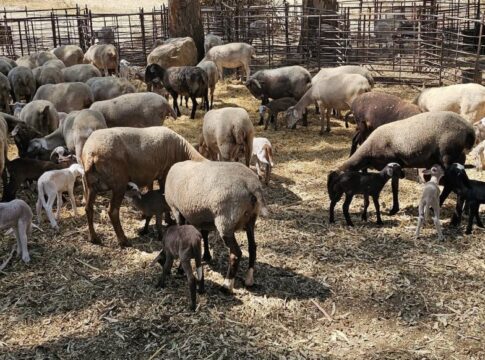 UPA Andalucía: “2025 ha sido un año en el que la agricultura ha aguantado, la ganadería ha sufrido y el comercio exterior nos ha golpeado con dureza”