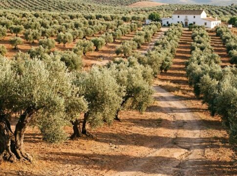 UPA Andalucía destaca que, en diciembre, se ha producido un 30% menos de aceite de oliva que  en 2024, pero se ha comercializado un 10% más