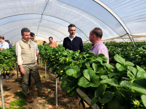La provincia de Huelva exportó el 90% de los frutos rojos de Andalucía de enero a noviembre de 2025