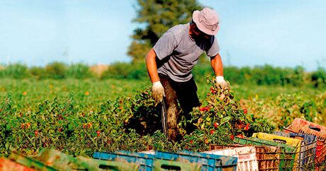 UGT FICA Andalucía exige medidas urgentes y excepcionales para las personas trabajadoras del campo tras las inundaciones