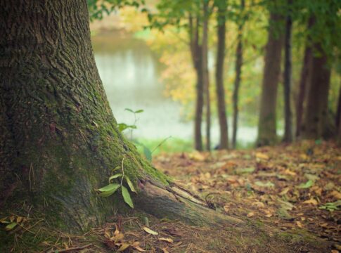 La Consejería de Sostenibilidad y Medio Ambiente licita dos proyectos de absorción de CO₂ en Huelva y Jaén