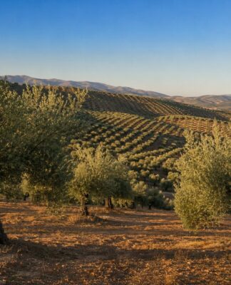 UPA Andalucía: “Los olivareros tradicionales pierden más de 4 millones de euros al día por unos precios en origen artificiales y surrealistamente bajos”