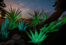 Una empresa española desarrolla una tecnología de bioluminiscencia que permite a las plantas emitir luz