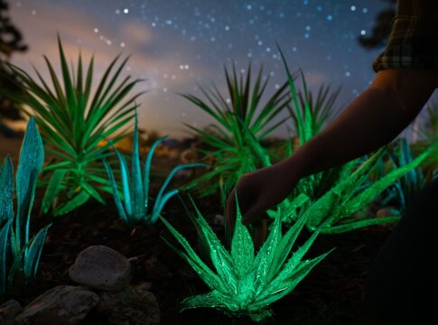 Una empresa española desarrolla una tecnología de bioluminiscencia que permite a las plantas emitir luz