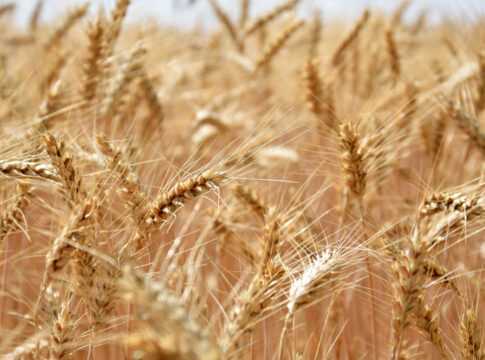 UPA Andalucía destaca el potencial de los bioestimulantes para mejorar la rentabilidad  y la sostenibilidad de las explotaciones agrarias