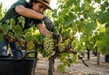 Andalucía solicita al Gobierno más recursos en el marco de la Intervención Sectorial del Vino