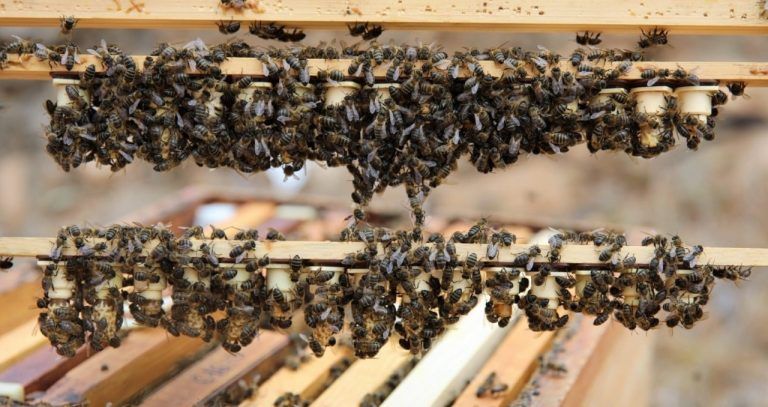El Gobierno canario concede 539.000 euros a los productores de miel de abeja negra